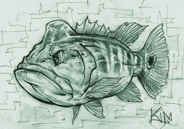 Featured image of post Pencil Peacock Bass Drawing / 12 practices for better colored pencil drawings.