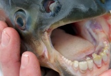 El PACU llego a ESCANDINAVIA