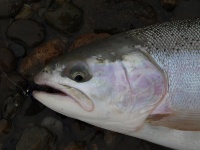 Foto de pesca con mosca