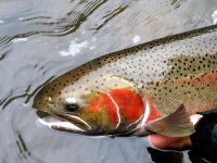 Foto de pesca con mosca