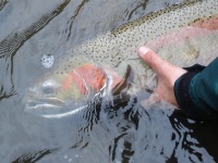Foto de pesca con mosca