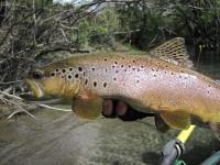 Foto de pesca con mosca