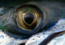 Arctic Silver 's Fly-fishing Pic of a Atlantic salmon – Fly dreamers 