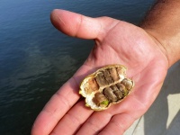 Foto de pesca con mosca