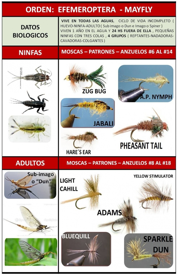 FICHAS DE ENTOMOLOGÍA APLICADA A LA PESCA CON MOSCA