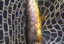Winter Trout
