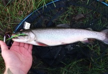 Fly-fishing Image of Brook trout shared by Jan Wagner – Fly dreamers
