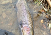 Big bow.