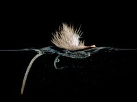 Fly fishing picture