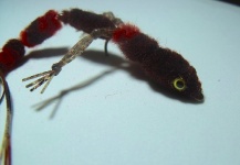Fly-tying for kelp bass - Picture by Mario Meraz 