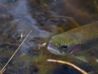 Foto de pesca con mosca