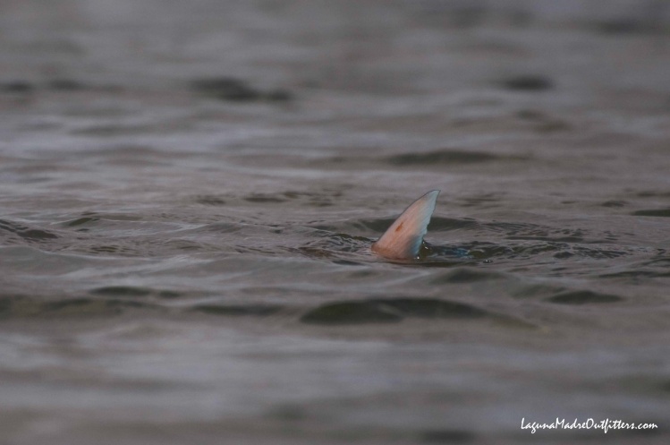blue tipped redfish tail
