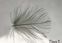 Tipología y clasificación de las plumas de CDC