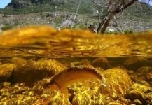 La alimentación de las truchas y las profundidades del río