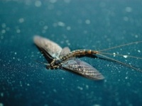 Foto de pesca con mosca