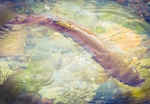 Brant Fageraas 's Fly-fishing Image of a Spotted Seatrout – Fly dreamers 