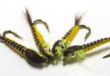 Bi Colour Nymph - 10 Years On