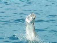 Foto de pesca con mosca