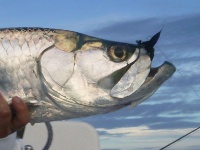 Foto de pesca con mosca
