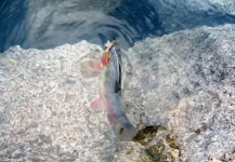 Fly-fishing Photo of Golden Trout shared by Branden Hummel – Fly dreamers 