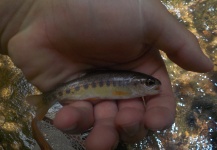  Foto de Pesca con Mosca de Trucha arcoiris compartida por Ed Henderson – Fly dreamers