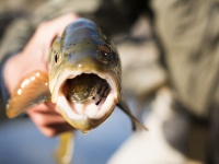 Fly fishing picture