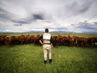 Fly fishing picture