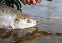 Mark Damien Sr 's Fly-fishing Photo of a Atlantic salmon – Fly dreamers 