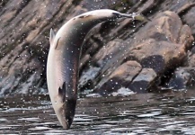 Mark Damien Sr 's Fly-fishing Pic of a Atlantic salmon – Fly dreamers 
