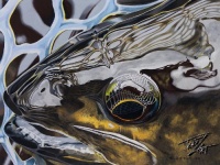 Fly fishing picture