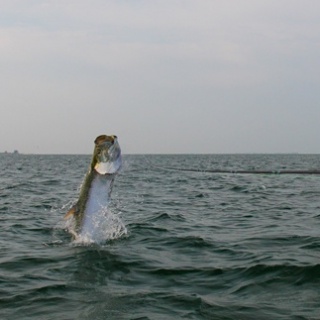 Fly fishing picture