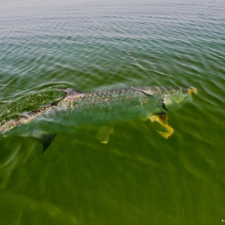 Foto de pesca con mosca