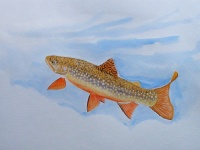 Fly fishing picture