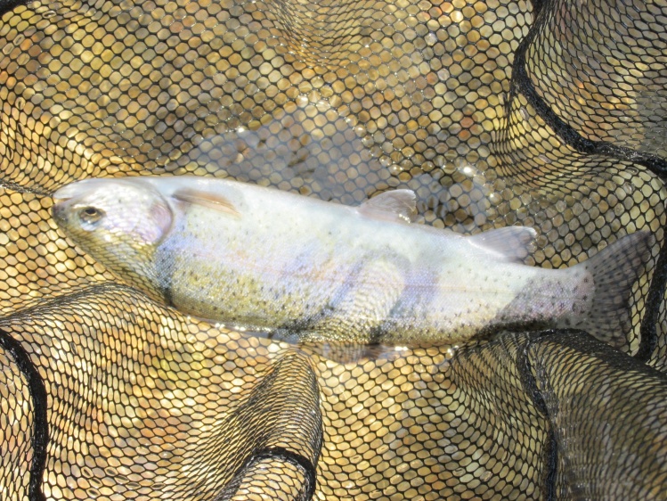 Spring Branch Creek, Manchester, Iowa, United States