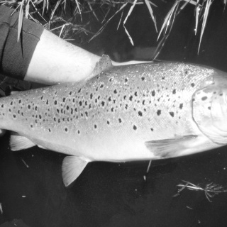 Foto de pesca con mosca