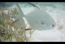 Mark Ganci 's Fly-fishing Catch of a Permit – Fly dreamers 