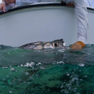 Fly fishing picture