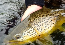 Fly-fishing Picture of European brown trout shared by Magnus Hedman – Fly dreamers