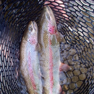 Fly fishing picture