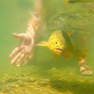 Foto de pesca con mosca