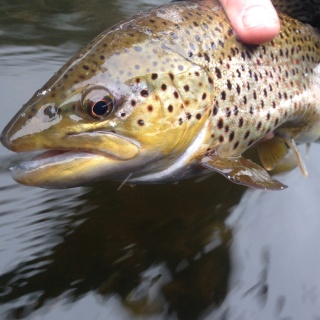 Fly fishing picture