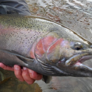 Fly fishing picture