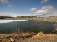 The stillwater season begins just as the ice is leaving the lake. Trout will be in the very shallow areas of the shoal looking for scuds, leeches, chironomid larvae and damselfly nymphs
