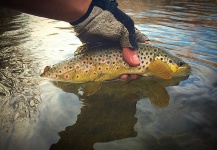 Jessica Strickland 's Fly-fishing Catch of a European brown trout – Fly dreamers 
