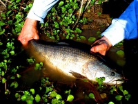 Fly fishing picture