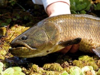 Fly fishing picture