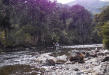 Cool Fly-fishing Situation of Rainbow trout - Photo shared by Fernando Lasala – Fly dreamers 
