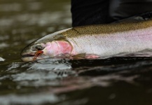 Fly-fishing Picture by Trout Unlimited 