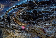 Fly-fishing Pic of Spotted Seatrout shared by Brant Fageraas – Fly dreamers 