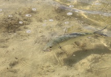  Imagen de Pesca con Mosca de Bonefish por Alfredo Mimenza | Fly dreamers